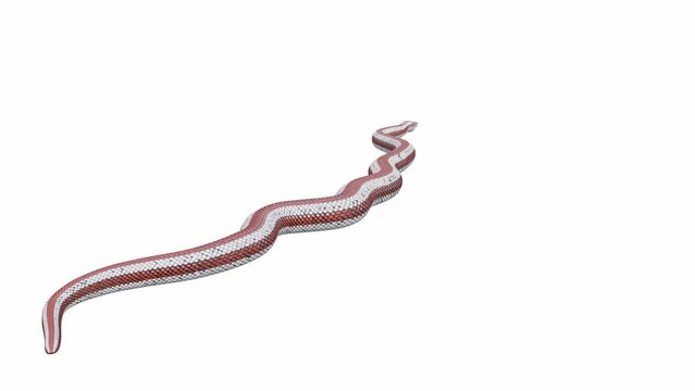 3d animation of Rosy Boa, crawling, Luma Matte included. There is a version of this animated video with ground shadow