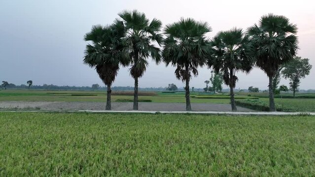 plam trees in the field aerial smooth video footage, north bengal, bangladesh