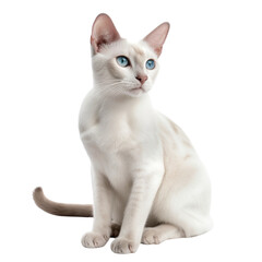 shorthair cat transparent background, generative AI