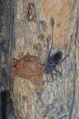 close up of a cricket on a tree in namibia