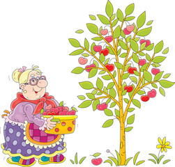 Funny granny gardener holding a preserving pan full of picked ripe, red and testy cherry from a cherry-tree in her summer garden, vector cartoon illustration on a white background