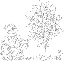 Funny granny gardener holding a preserving pan full of picked ripe and testy cherry from a cherry-tree in her summer garden, black and white vector cartoon illustration for a coloring book