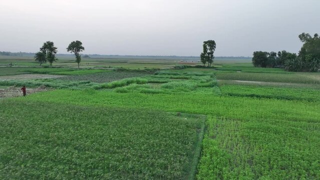Aerial view on rice fields with tree