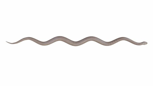 3d animation of Eastern Brown Snake, crawling, seamless loop, Luma Matte included