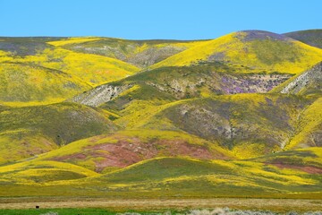 Wildflowers Cover Hillsides near Carrizo Plain National Monument
