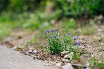 spring in the forest
