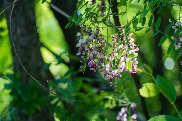 leaves on the tree