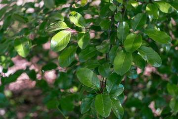 green leaves background