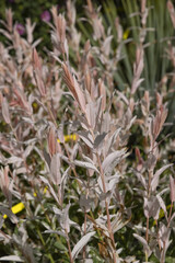 Gros plan du feuillage d'un Salix integra 'Hakuro-Nishiki'	