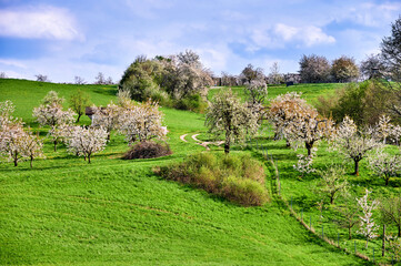 Idyllische Frühlingslandschaft mit blühenden Kirschbäumen  in der Fränkischen Schweiz, Deutschland