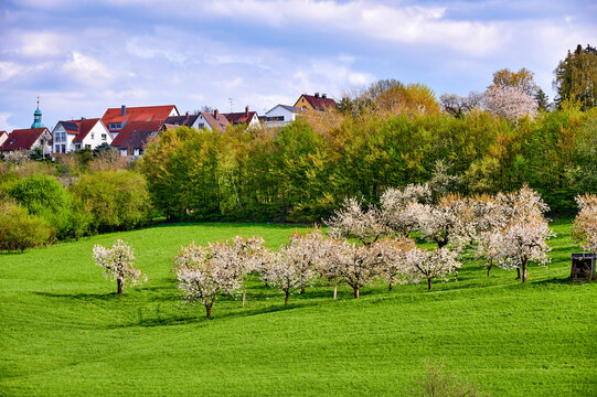 Bl&uuml;hende Kirschbaumplantage mit gr&uuml;ner Wiese am Ortsrand von Kalchreuth in der fr&auml;nkischen Schweiz, Deutschlands