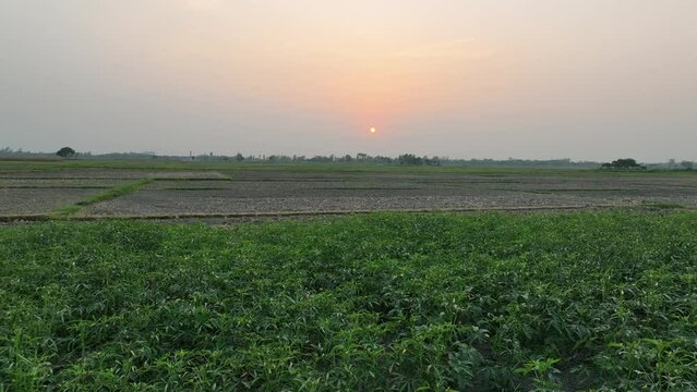 field of ladyfinger and sunset, beautiful landscape smooth video footage