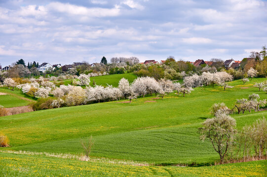 Idyllische Fr&uuml;hlingslandschaft mit bl&uuml;henden Kirschb&auml;umen  bei Kalchreuth in der Fr&auml;nkischen Schweiz, Deutschland