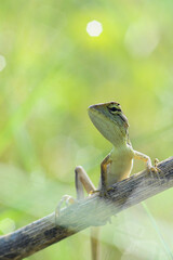 lizard on a tree