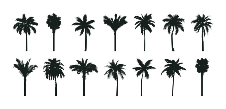 Palm trees silhouettes set. Various hand-drawn tropical palms collections. Vector illustrations.