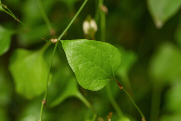 Young leaves grow in spring, closeup.