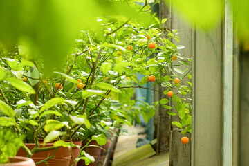 Tangerine tree in the botanical garden.