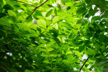 Fototapeta na wymiar Spring background of green leaves in the park.
