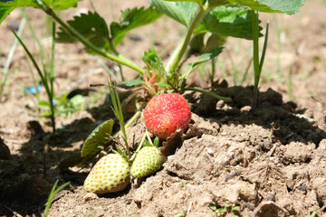 Close up strawberry fruit growing on ground with green leaves and flowers. Selective focus.
