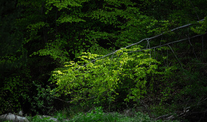 Obraz premium Light hitting a tree branch.