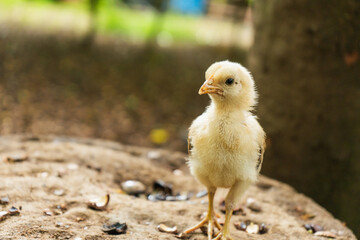 baby chicken in the grass