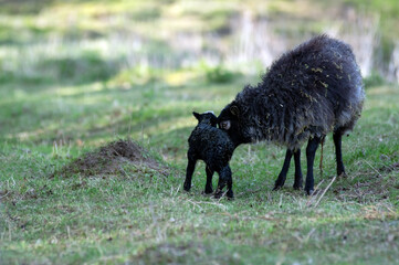 Owce domowe mała owieczka wraz z mamą maciorką tuż po porodzie na pastwisku, wykot.	

