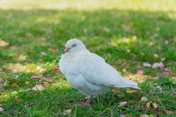 dove on the grass, closing eyes