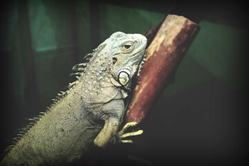 A green iguana sits on a wooden log