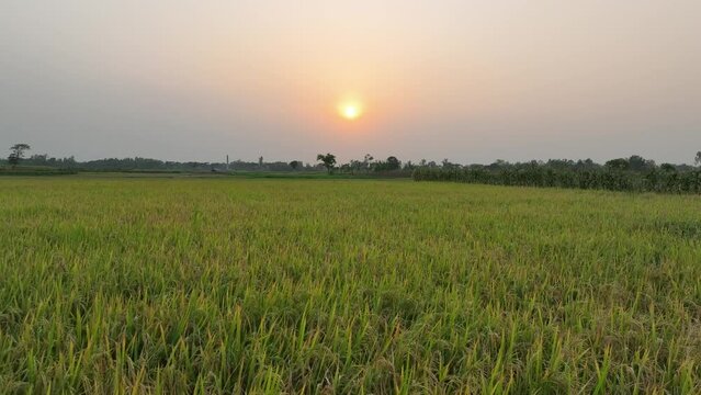 Beautiful golden field at sunset, countryside landscape, bogura, bangladesh , sunset over the rice field
