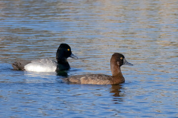 Fototapeta premium A couple of Male and a female Greater Scaup ducks on a lake during spring in mating season.