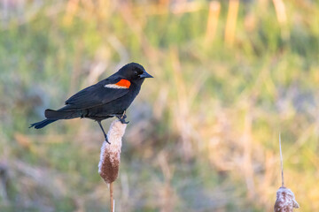 A male Red-winged blackbird Birds, a passerine bird of the family Icteridae found in most of North America and much of Central America.
