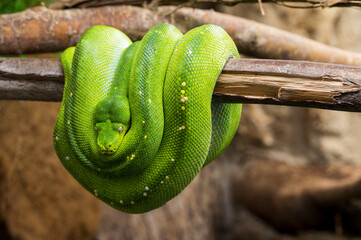 Green python hanging on a branch
