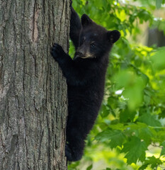 Black bear cub in Massachusetts  © Belia