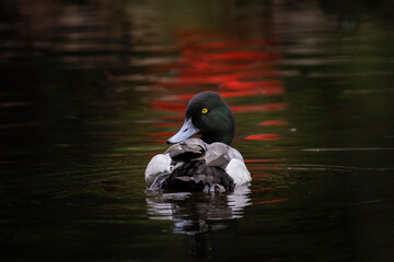The greater scaup is in water. Aythya marila