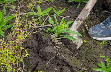 Digging up the weed sow thistle in the garden. Selective focus.