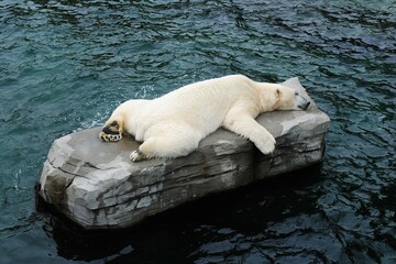 Miś polarny śpi na wielkiej skale, która znajduje się na sztucznym zbiorniku wody. © Natalia