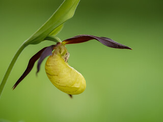 Orchid Cypripedium calceolus in bloom in nature