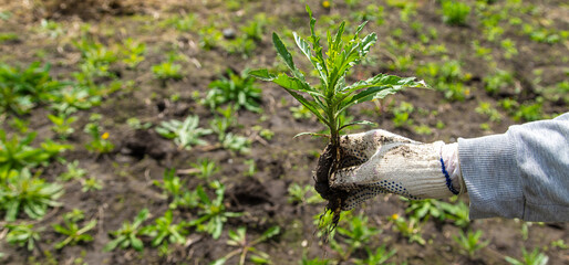 Digging up the weed sow thistle in the garden. Selective focus.