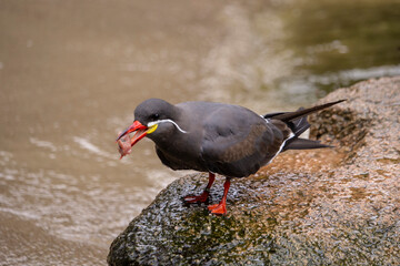 Inca Tern, Larosterna inca, captive