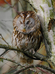 Sleepy Tawny Owl