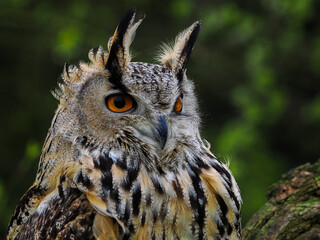 Mean Eagle Owl