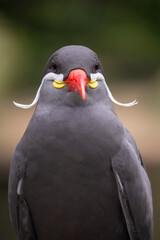 Inca Tern, Larosterna inca, captive
