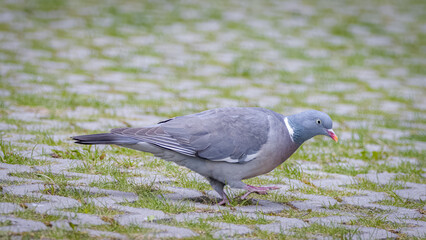 Common wood pigeon walks on the land on a sunny spring day. Common Wood-pigeon close-up portrait with copyspace and beautiful feathers. Bird with grey-blue plumage the white patches on the neck.