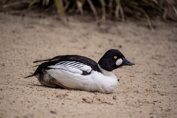 Common goldeneye. Bucephala clangula