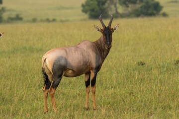 Naklejka na ściany i meble a water buck antelope on the Masai Mara savannah, Kenya, face andhorns covered with flies.