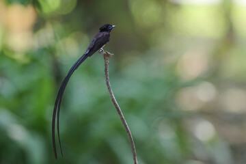 Japanese paradise flycatcher, male bird that has exceptionally long tails is eating worm on tree branch. - 602722709