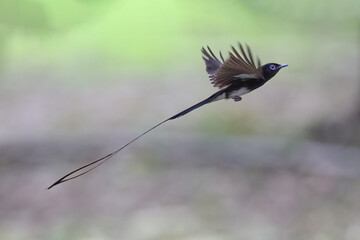 Japanese paradise flycatcher, male bird that has exceptionally long tails is eating worm on tree branch. the bird is flying.