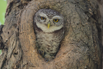 Beautiful pearl-spotted owlet bird perched on a tree - 602722723