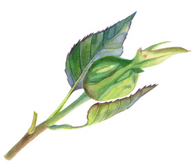 The rosebud is still closed on a twig with leaves. Watercolor illustration, hand-drawn. Suitable as a bud of other plants, such as rosehip. For the design of postcards, packages, and other goods - obrazy, fototapety, plakaty