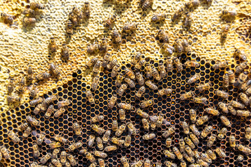 Abstract hexagon structure is honeycomb from bee hive filled